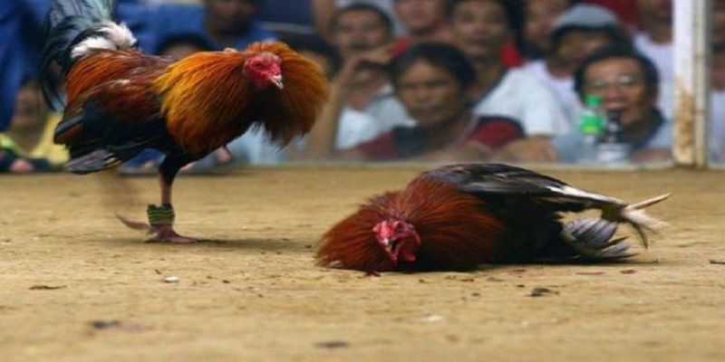Cả gà cựa sắt và gà cựa dao đều có những điểm độc đáo riêng Cả gà cựa sắt và gà cựa dao đều có những điểm độc đáo riêng