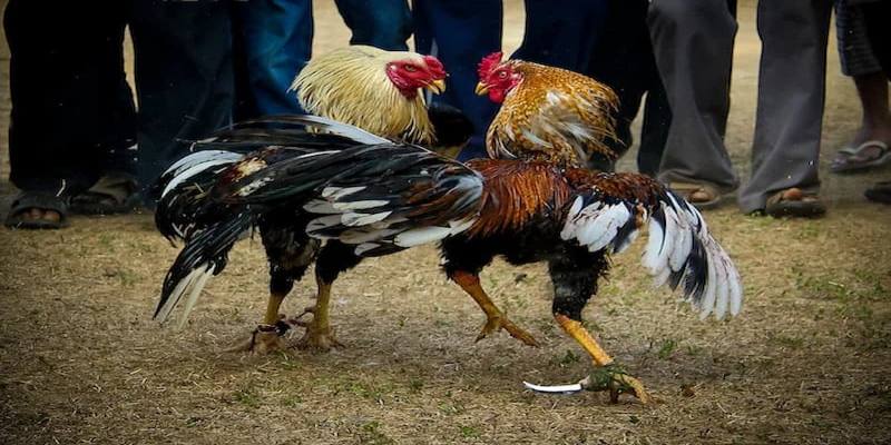 Chăm sóc sức khỏe cho gà là yếu tố vô cùng quan trọng