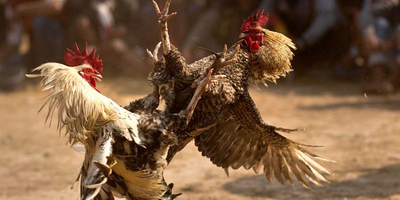 Đá gà cựa dao có tính kịch tính và hấp dẫn hơn