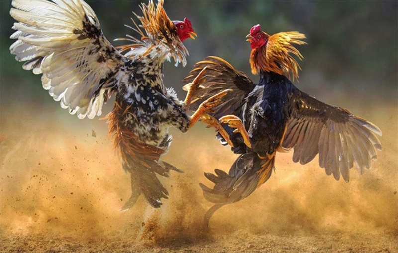 Gà nòi là biểu tượng của văn hóa đá gà truyền thống
