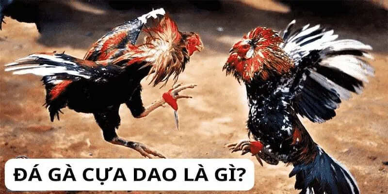 Việc nuôi dưỡng gà cựa dao đúng cách là vô cùng quan trọng Việc nuôi dưỡng gà cựa dao đúng cách là vô cùng quan trọng